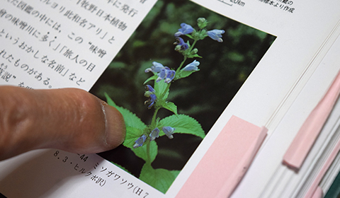 「幻の花」ミソガワソウ