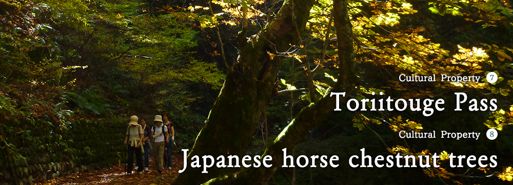Toriitouge Pass and Japanese horse chestnut trees