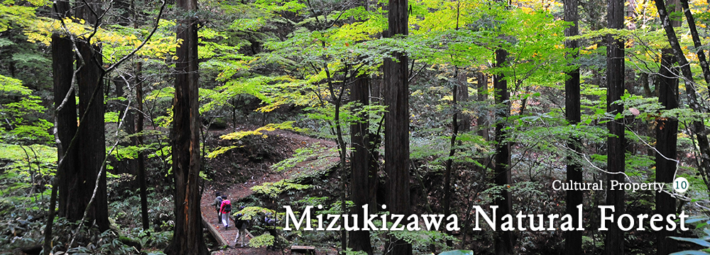 Mizukizawa Natural Forest