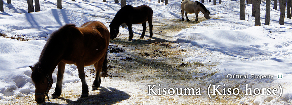 Kisouma (Kiso horse)
