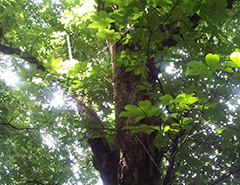 Japanese horse chestnut trees