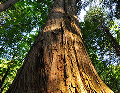 Mizukizawa Natural Forest