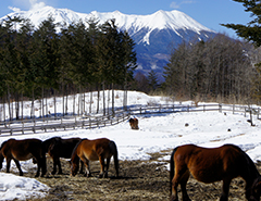 Kisouma (Kiso horse)