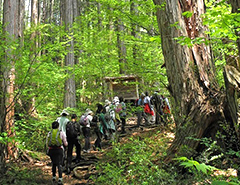 Akasawa Natural Recreational Forest